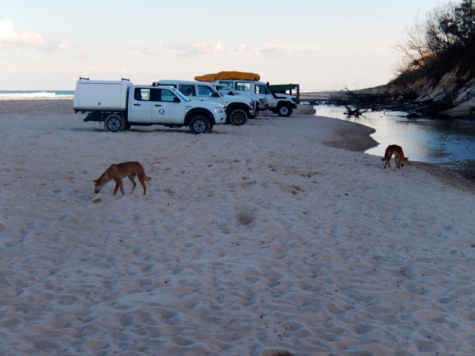 Dingos à Elie Creek